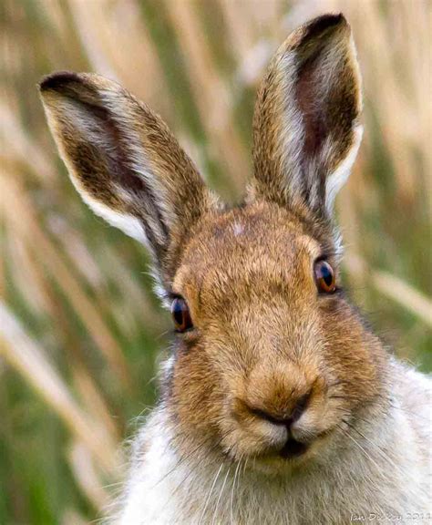 The meaning and symbolism of the word - «Hare»