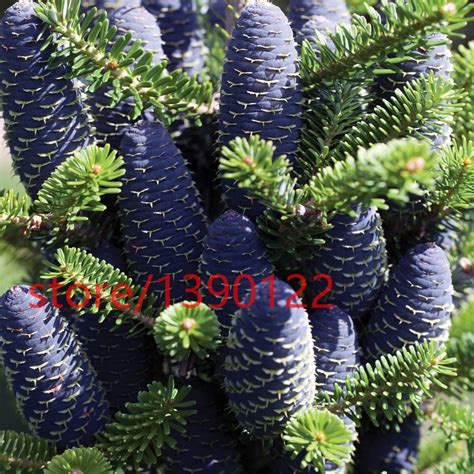 Korean Fir,Abies koreana seeds bonsai flower seeds,tree seeds 50PCS | eBay