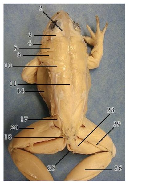 FROG DISSECTION Diagram | Quizlet