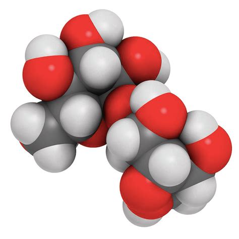 What are the benefits of Trehalose – lisatamati