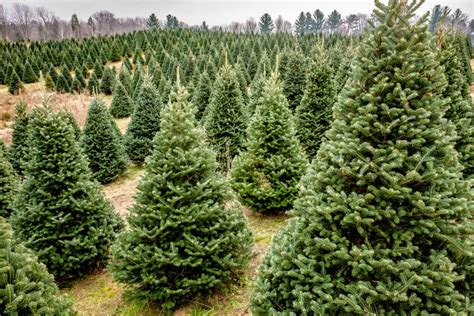 How to Start a Christmas Tree Farm in 2022 - Step By Step Business