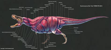 2016 Tyrannosaurus Rex Muscle Study by TheDragonofDoom on DeviantArt