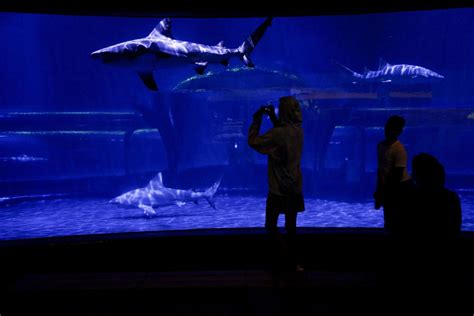 With arrival of TV's Shark Week, unique bull sharks remain Oklahoma Aquarium's star attraction ...