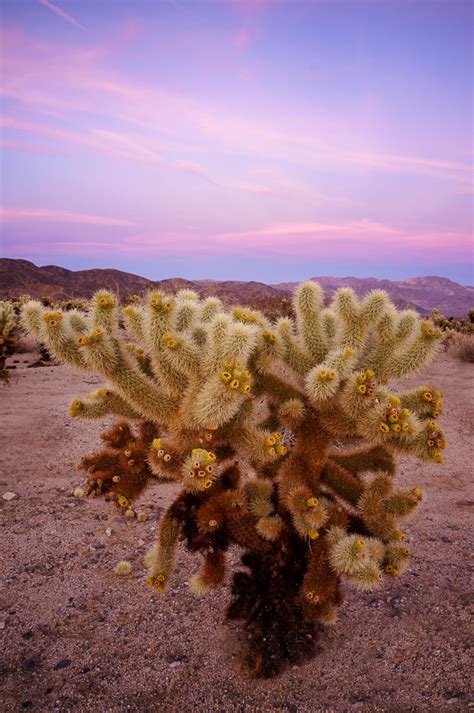 Cholla Cactus Garden - Anne McKinnell Photography