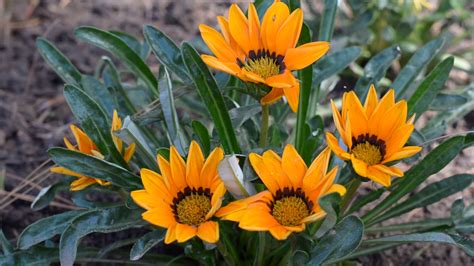 Gazania Plant Images - Cool-season Flowers For Your Fall Garden | Snaplant.com - Avoid very ...