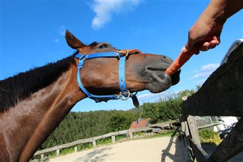 Can Horses Eat Carrots? (Equine Carrot Feeding Guidelines) - Equineigh