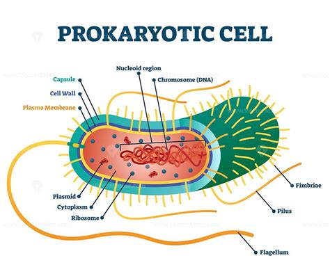 Prokaryotic Cells Labeled