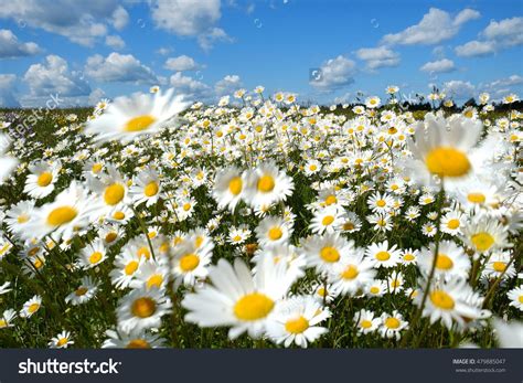 white field of daisies on a windy day in summer, blue sky, white clouds. sea of flowers ...