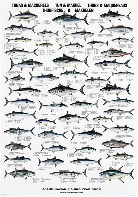 Types of Tuna: A Full Guide