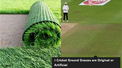 Cricket Ground Grasses are Original or Artificial/Grass Information ...