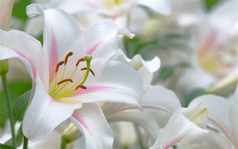 🔥 [43+] White Lilies Wallpapers | WallpaperSafari