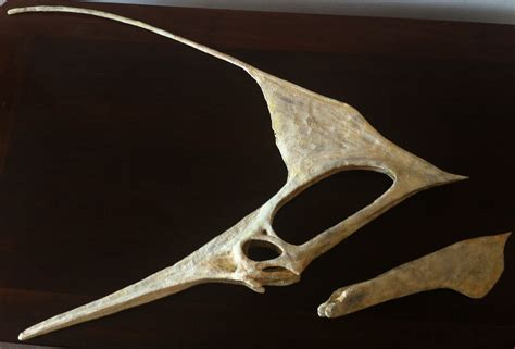 Pterosaur #3: Tupandactylus imperator (finished skull) | Fossils, Skull ...