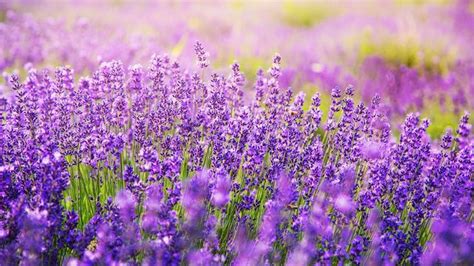 Lavendel-Pflege: Tipps zum richtigen Gießen, Schneiden und Standortwahl | Weather.com | Lavender ...