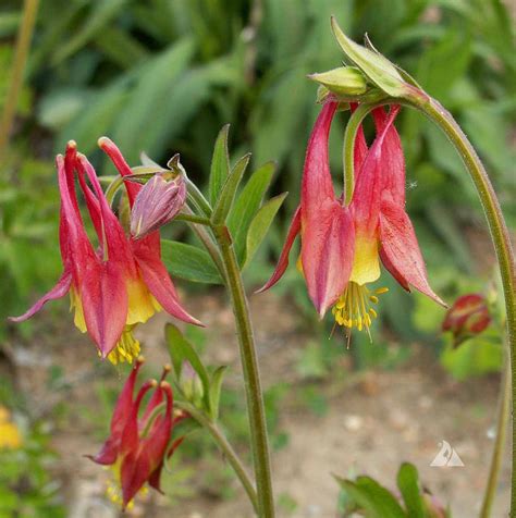 Eastern Columbine (Aquilegia canadensis) | Applewood Seed Company