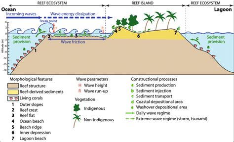 Conceptual diagram of atoll island natural dynamics showing the coastal... | Download Scientific ...