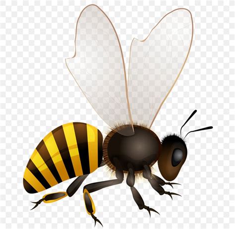 Honey Bee Vector Graphics Royalty-free Beehive, PNG, 715x800px, Bee ...