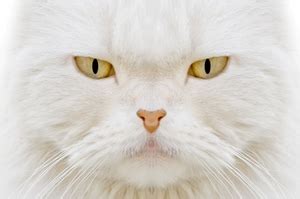 White Cats, White Kittens, White Cat Breeds