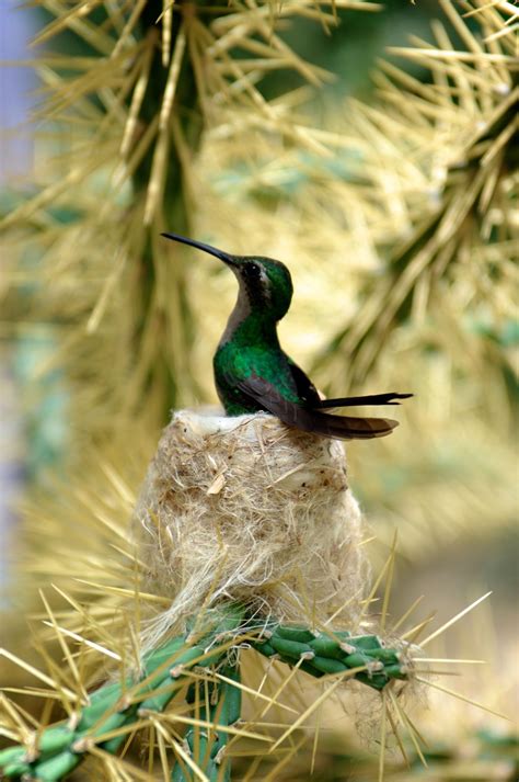 Humming bird in the nest | Beautiful birds, Pet birds, Pretty birds