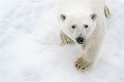 polar bear looking up at camera | Save the arctic, Arctic, Polar bear