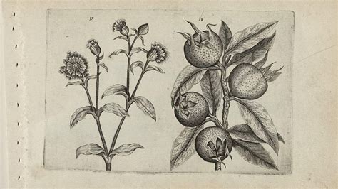 The forgotten medieval fruit with a vulgar name - BBC Future