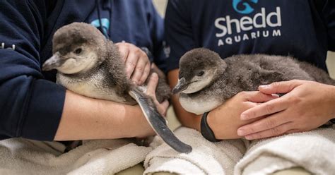 A Sister Thing: Two New Magellanic Penguin Chicks | Shedd Aquarium