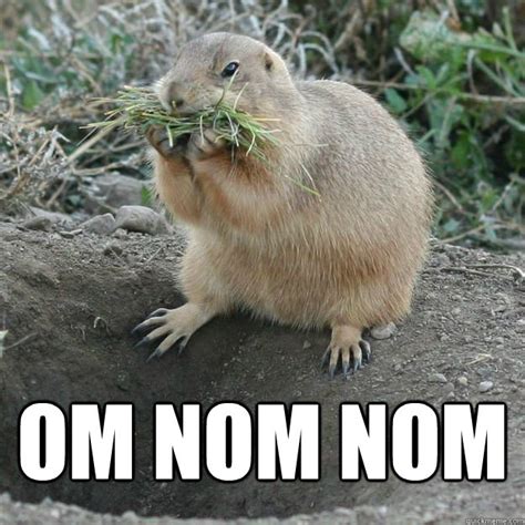 Funny Prairie Dog Meme | It's meme time