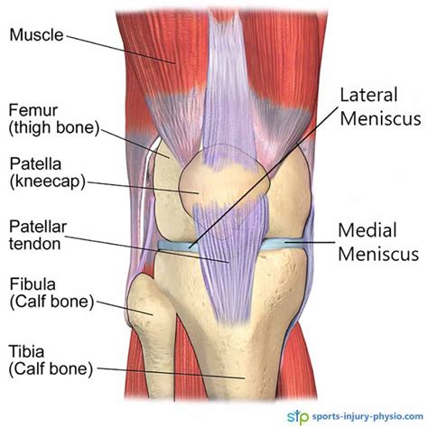 Anatomy Of The Knee Diagram Torn Meniscus