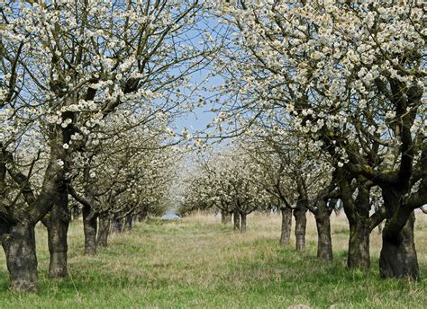 History of The Cherry Tree - Pioneerthinking.com