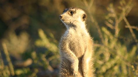 Watch Meerkat Manor Season 1 Online | AMC+