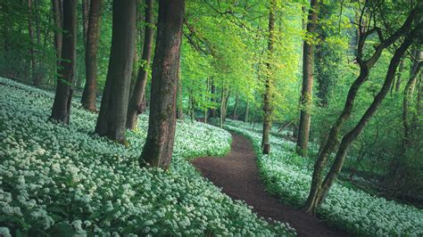 Forest Greenery Path Between Flowers HD Nature Wallpapers | HD Wallpapers | ID #47829