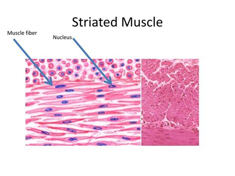 Match the terms to these definitions.adipose tissue, blood, cardiac ...