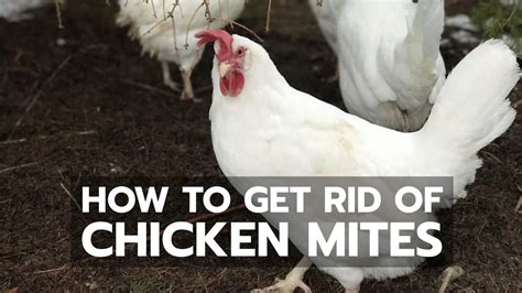 How to Get Rid of Chicken Mites - YouTube