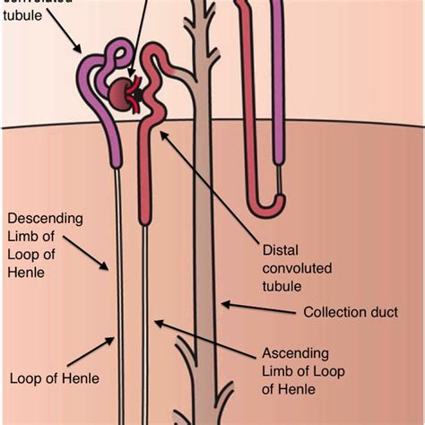 Nephron anatomy. The nephrons are made up of tubules, and the proximal ...