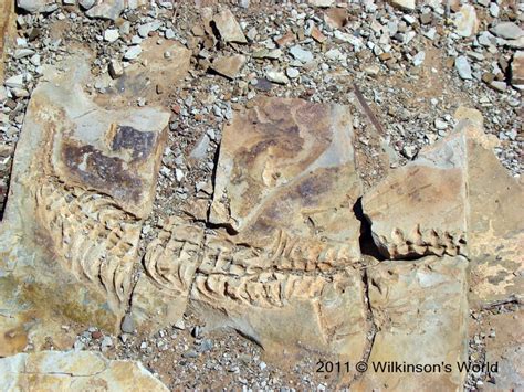 Fossil Of Mesosaurus Wallpapers - Wallpaper Cave