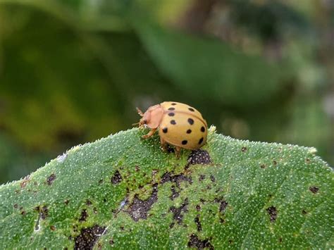 Mexican Bean Beetle – Rose Tree Garden