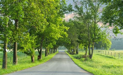 Tree Lined Road Pictures | Download Free Images on Unsplash