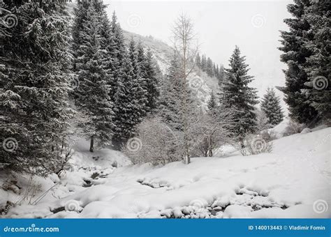 Fresh Snow in the Mountain Forest. Stock Image - Image of fresh, winter ...