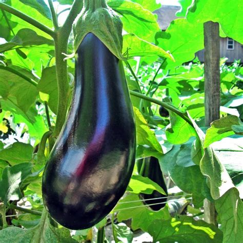 Turkish Eggplant, Turkish Fruits, Vegetable and Goods Exporter