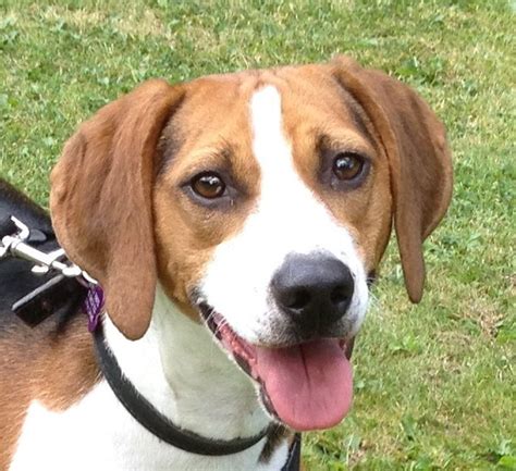 Belle - 12-15 month old female Foxhound Cross available for adoption