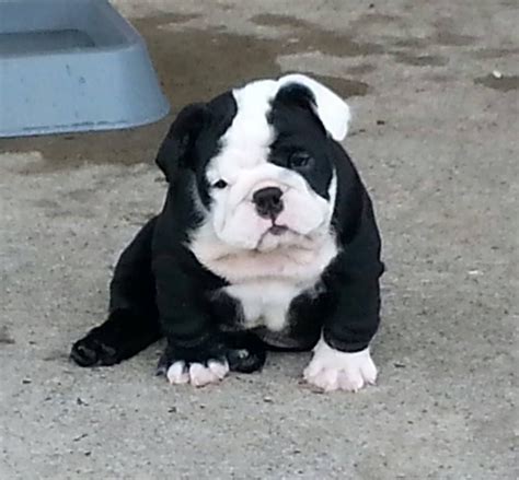 Black & White Cutie #bulldogpuppies | Bulldog puppies, Bulldog, English ...