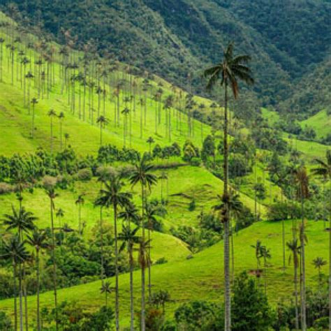 Qué hacer en El Valle de Cocora | el viaje cafetero