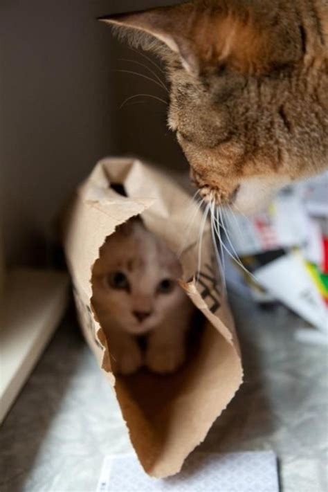 Hiding from mom | Cats | Pinterest