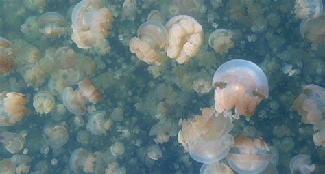 6 Interesting Facts About Jellyfish Lake in Palau