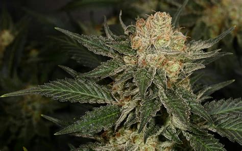 Tips for growing Bubble Gum cannabis | Leafly