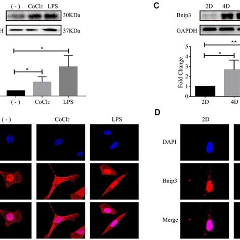 The activation of hepatic stellate cells induced Bnip3 expression and... | Download Scientific ...