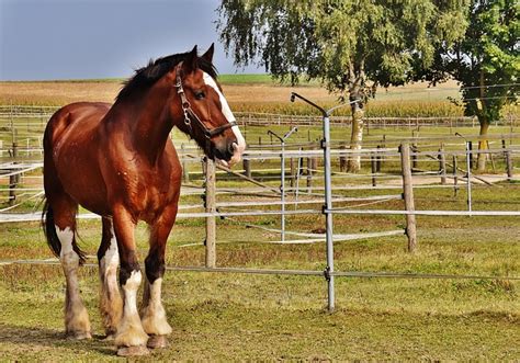 Chestnut Shire Horse