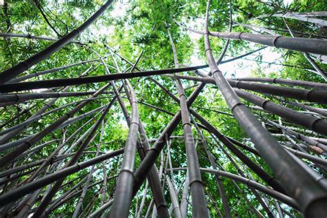 Tall bamboo forest with green foliage growing up in Qingxiu Mountain ...