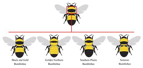 Native Pollinators & Private Lands: Bumble Bee Identification