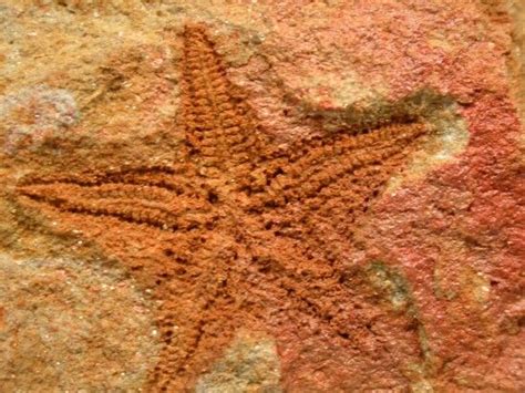 Very Rare Australian Starfish Fossil NAME: Australaster giganteus ; Echinodermata, Asteroidea ...