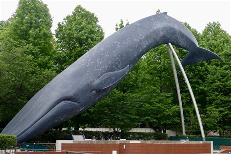 Tokyo Blue (Whale, sculpture) – Pelican Yoga